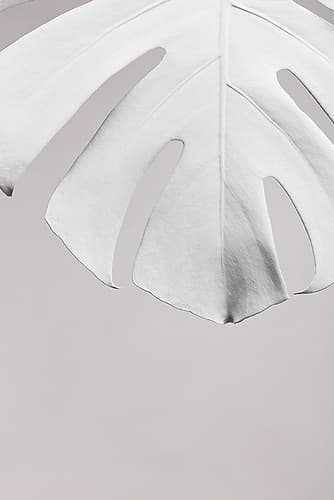 Monstera White 06 Art Print by 1x Studio III