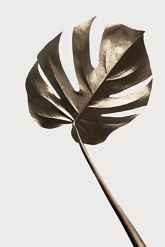 Monstera Gold 04 Art Print by 1x Studio III