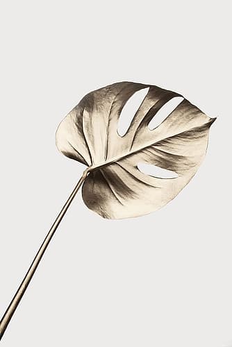 Monstera Gold 07 Art Print by 1x Studio III