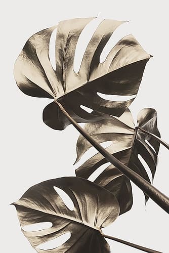 Monstera Gold 09 Art Print by 1x Studio III
