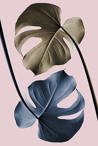 Monstera Pink Light 02 Art Print by 1x Studio III