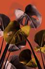 Monstera Orange 01 Art Print