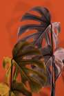 Monstera Orange 02 Art Print