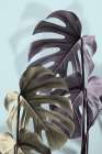 Monstera Blue 02 Art Print