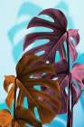 Monstera Blue 04 Art Print