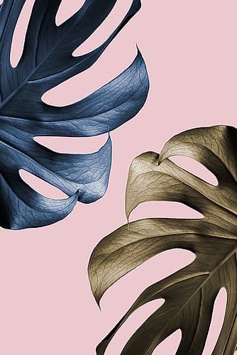 Monstera Pink 11 Art Print by 1x Studio III