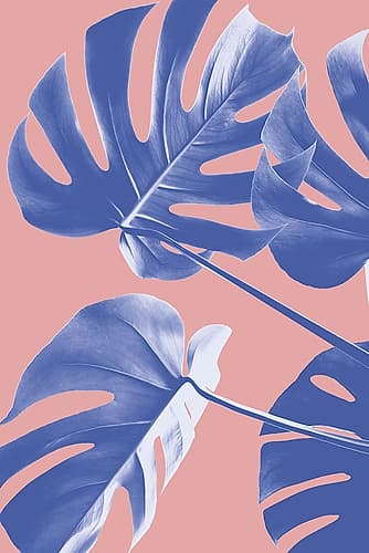 Monstera Purple 06 Art Print by 1x Studio III