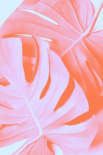 Monstera Orange 03 Art Print by 1x Studio III