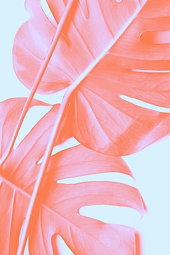 Monstera Orange 04 Art Print by 1x Studio III