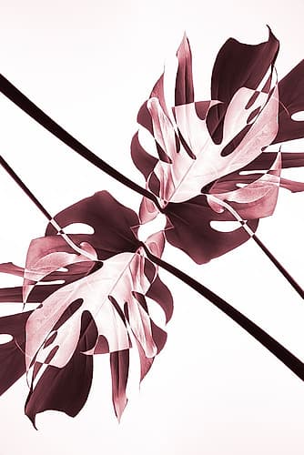 Monstera Kaleidoscope 02 Art Print by 1x Studio III