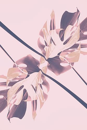 Monstera Kaleidoscope 07 Art Print by 1x Studio III