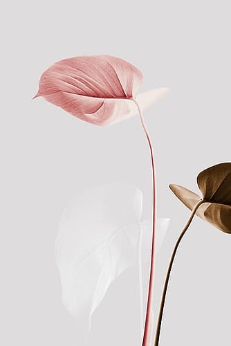 Monstera Creative 21 Art Print by 1x Studio III