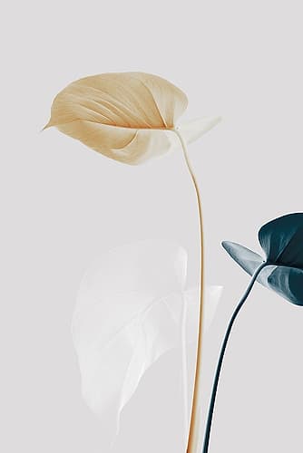 Monstera Creative 20 Art Print by 1x Studio III