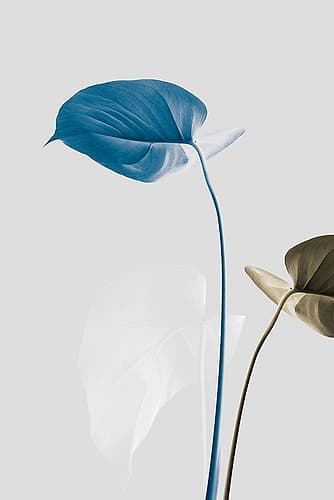 Monstera Creative 19 Art Print by 1x Studio III