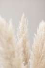 Pampas Grass Grey 04 Art Print