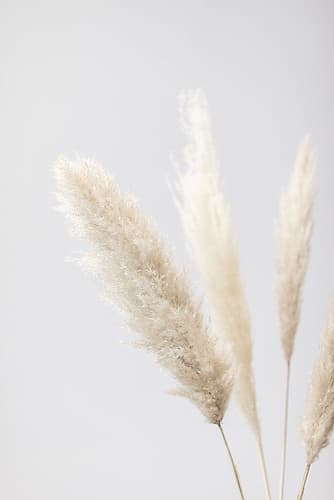 Pampas Grass Grey 08 Art Print by 1x Studio III