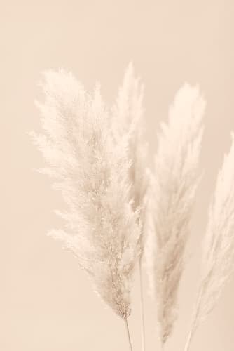 Pampas Grass Beige 02 Art Print by 1x Studio III