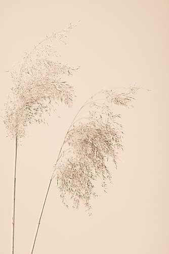 Reed Grass Beige 08 Art Print