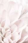 Chrysanthemum No 04 Art Print
