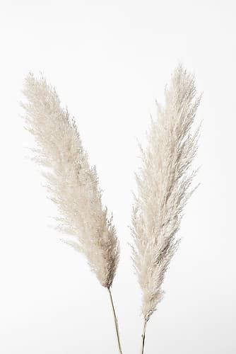 Pampas White Art Print by 1x Studio III