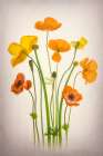 Delightful Poppies Art Print