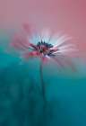 Pink Magic Art Print