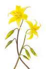Dogtooth Violet Art Print