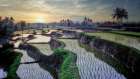 Paddy fields forever Art Print