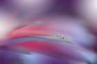 The Essence Of Being..II Art Print by Nan