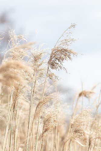 Grass Reed And Sky_3 Art Print by 1x Studio III