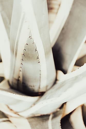 Plant Close Up_1 Art Print by 1x Studio III