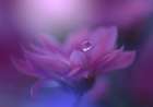 Without Form, Without Limit.. Art Print by Nan