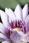 Purple flower close up Art Print