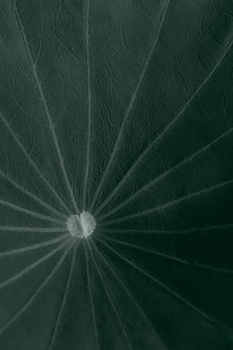 Dark green leaf Art Print by 1x Studio III