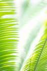 Light Palm tree leaves_1 Art Print