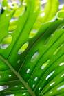 Graphic Leaf_1 Art Print