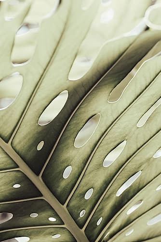 Graphic Leaf_2 Art Print by 1x Studio III