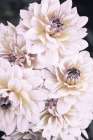 Pinkish Flowers Art Print