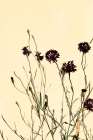 Withered flowers Art Print