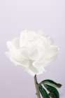 Peony_3 Art Print