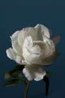 Peony_4 Art Print