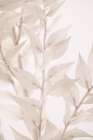 Dried Straws_3 Art Print