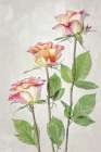 Roses Art Print