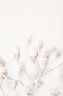 Pink Small Flowers Art Print