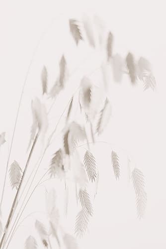 Dried Grass_pink Art Print by 1x Studio III