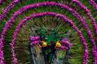 Harvesting water lilies Art Print