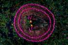 Harvesting water lilies Art Print