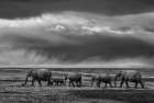 Elephant migration Art Print