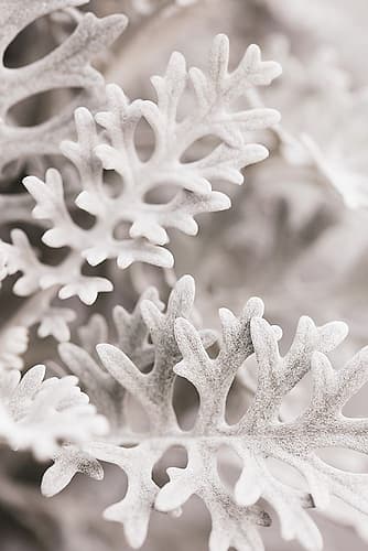 Silver Leaves Art Print by 1x Studio III