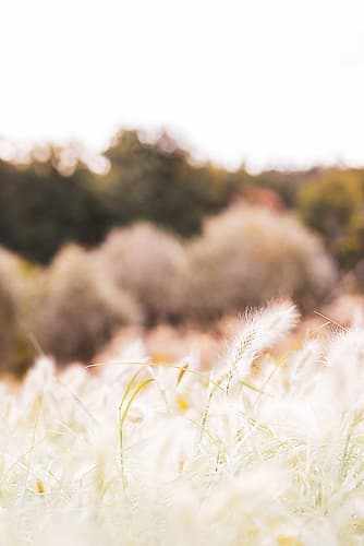 Meadow Art Print by 1x Studio III
